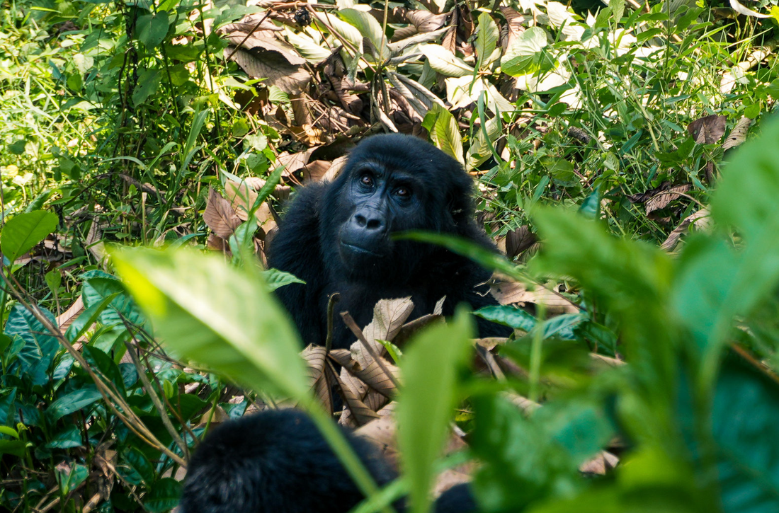 Uganda Expedition: Rwenzori Mountains, Wildlife Safaris & Gorilla Trekking