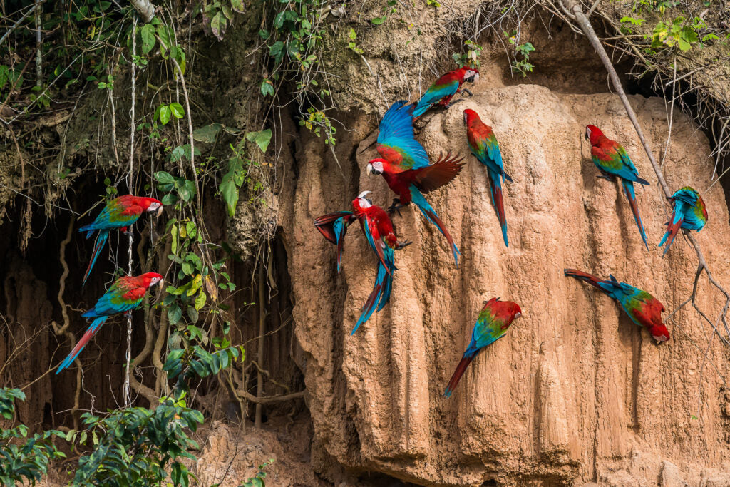 A group of vibrant scarlet macaws with red, green, and blue feathers perched on a tall brown cliff face with hanging vines and foliage.