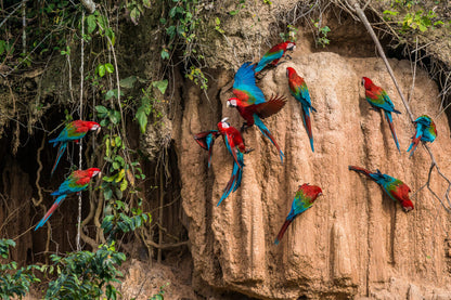 A group of vibrant scarlet macaws with red, green, and blue feathers perched on a tall brown cliff face with hanging vines and foliage.