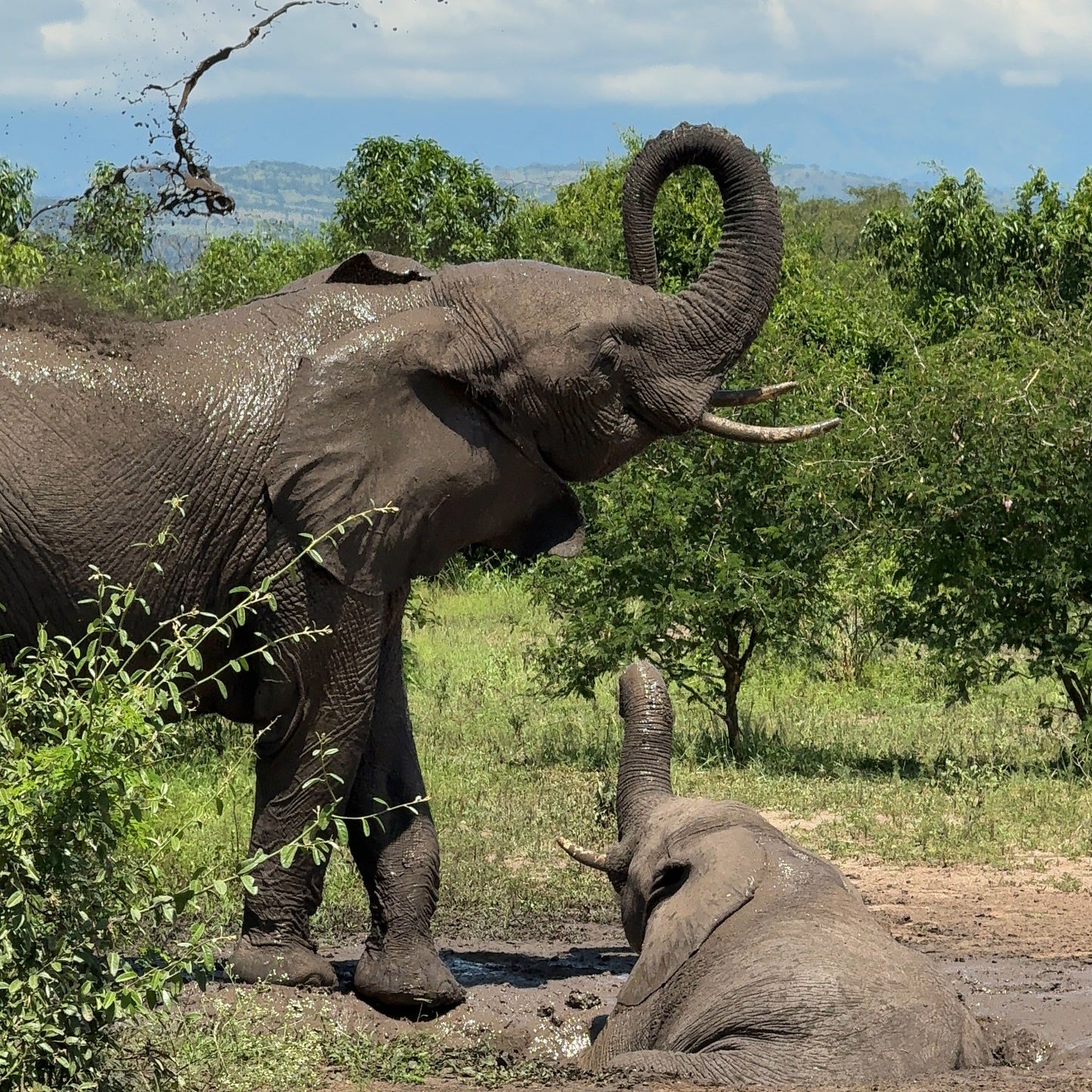 Uganda Adventure Expedition: Rwenzori Trek, Gorilla Trekking & Safari