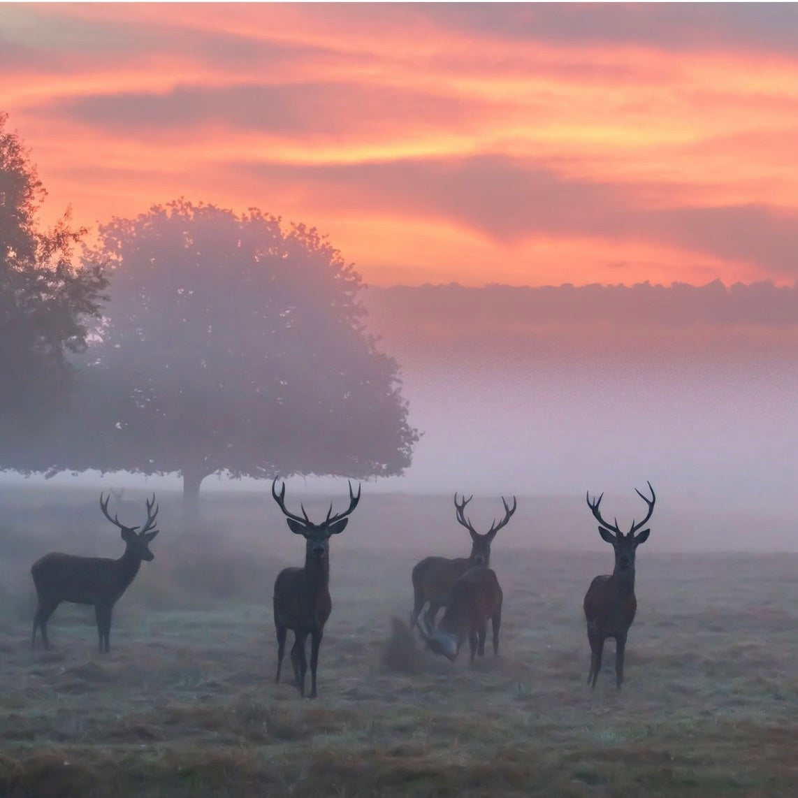 Richmond Park Mini Hike