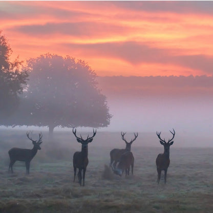 Richmond Park Mini Hike