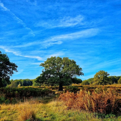Richmond Park Mini Hike